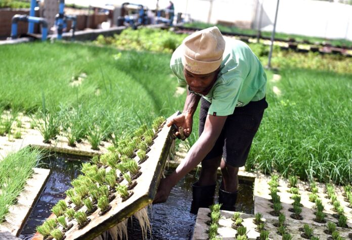 RLO addresses food security, tech skills in Malawi 