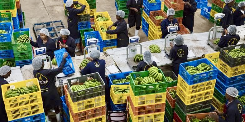 Twiga Foods’ ‘Project Easter’ Exposed: Soft liquidation, mass layoffs shake Kenya’s agritech scene